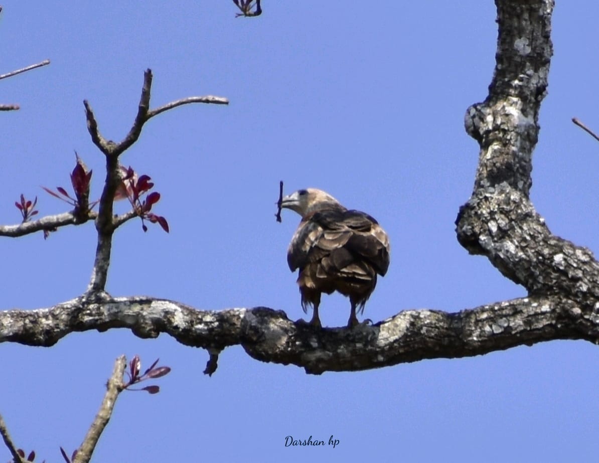 ಬಂಡೀಪುರ ಹುಲಿ ಸಂರಕ್ಷಿತ ಪ್ರದೇಶದಲ್ಲಿ ಸಮೀಕ್ಷೆ: 20ಕ್ಕೂ ಹೆಚ್ಚು ಹಕ್ಕಿ ಪ್ರಬೇಧಗಳು ಪತ್ತೆ