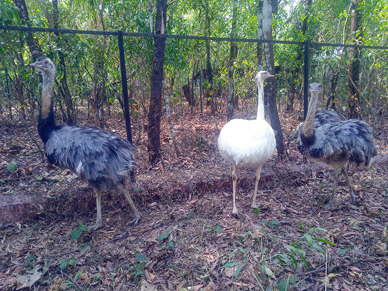 ಪಿಲಿಕುಳ ಜೈವಿಕ ಉದ್ಯಾನವನಕ್ಕೆ ಹೊಸ ಅತಿಥಿಗಳ ಆಗಮ