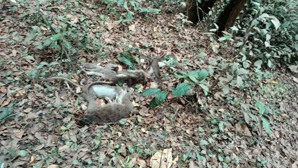 ಬೆಳ್ತಂಗಡಿ: ರಕ್ಷಿತಾರಣ್ಯದಲ್ಲಿ ಐದು ಮಂಗಗಳ ಕಳೇಬರ ಪತ್ತೆ