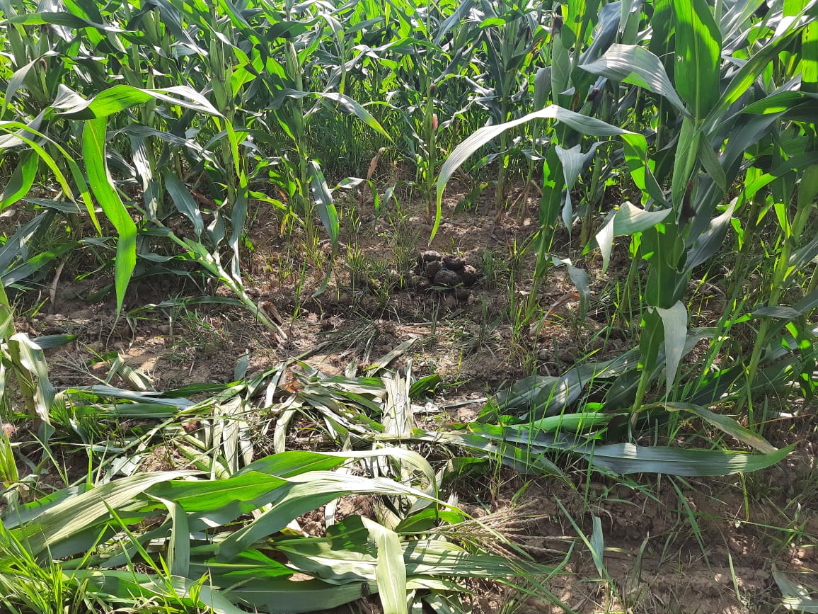 ಬ್ಯಾನಳ್ಳಿ ಅರಣ್ಯ ಪ್ರದೇಶದಲ್ಲಿ ಬೀಡು ಬಿಟ್ಟಿರುವ ಆನೆಗಳು; ಗ್ರಾಮಸ್ಥರಲ್ಲಿ ಆತಂಕ