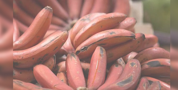 ಚಂದ್ರಬಾಳೆಯ ಅದ್ಭುತ ಆರೋಗ್ಯಲಾಭಗಳು