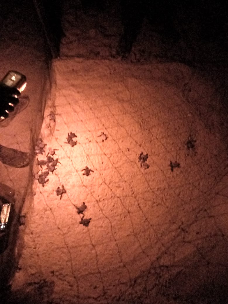 ಕುಂದಾಪುರ: ಸಮುದ್ರ ಸೇರಿದ 120ಕ್ಕೂ ಅಧಿಕ ಕಡಲಾಮೆ ಮರಿಗಳು