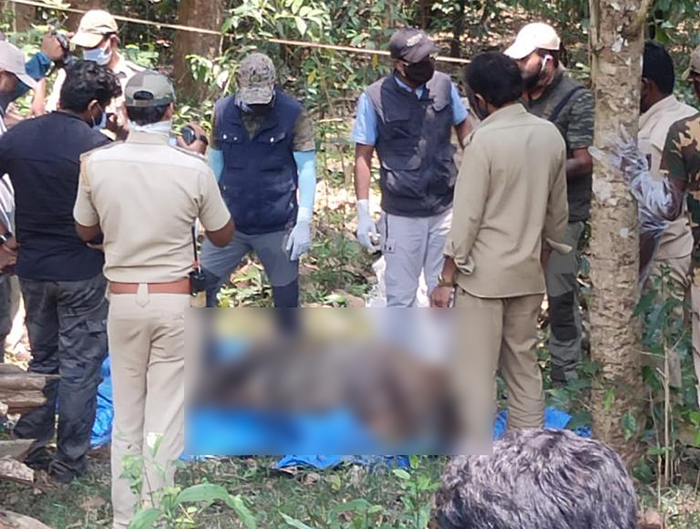 ಹುಲಿ ದಾಳಿಯ ಆತಂಕದ ನಡುವೆಯೇ ದಕ್ಷಿಣ ಕೊಡಗಿನಲ್ಲಿ ಹುಲಿಯ ಮೃತದೇಹ ಪತ್ತೆ