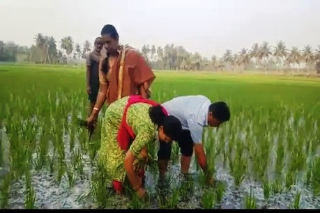 ಭತ್ತದ ಗದ್ದೆಗೆ ಇಳಿದು ಕಳೆ ತೆಗೆದ ತಹಶೀಲ್ದಾರ್ ರೂಪಾ