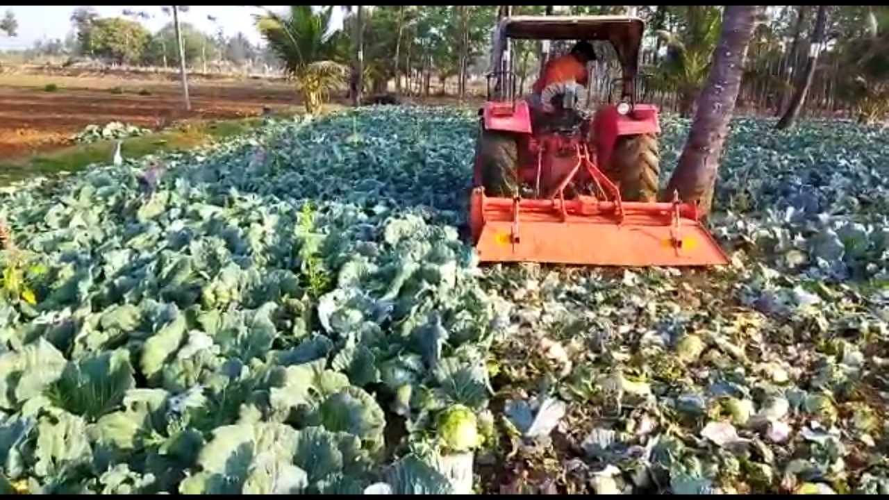 ಚಿಕ್ಕಮಗಳೂರು: ಮಾರುಕಟ್ಟೆಯಲ್ಲಿ ಎಲೆಕೋಸು ಬೆಲೆ ಕುಸಿತ; ಬೇಸತ್ತ ರೈತನಿಂದ ಬೆಳೆ ನಾಶ