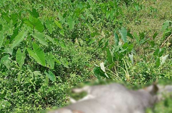 ಶ್ರೀಮಂಗಲ ಪೊರಾಡು ಗ್ರಾಮದಲ್ಲಿ ಮತ್ತೆ ಹುಲಿ ದಾಳಿ: ಹಸು ಬಲಿ