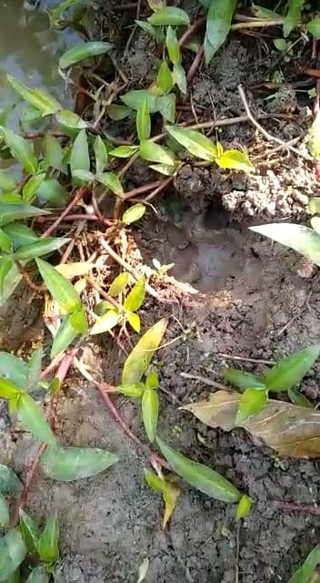 ಅತ್ತೂರು ಗದ್ದೆಮನೆ ಕಾಫಿ ತೋಟದಲ್ಲಿ ಹುಲಿಹೆಜ್ಜೆ: ಗ್ರಾಮಸ್ಥರಲ್ಲಿ ಆತಂಕ