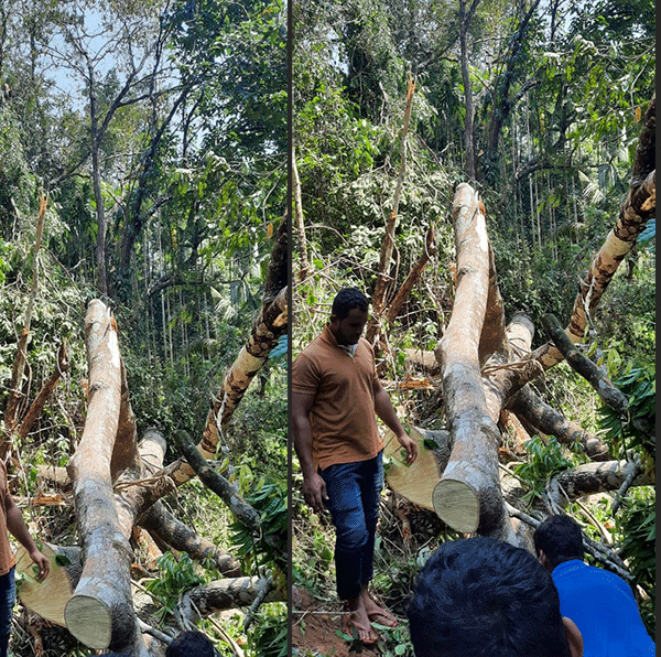 ಬೆಳ್ತಂಗಡಿ: ಮರ ಮೈಮೇಲೆ ಬಿದ್ದು ಮೂವರು ಮೃತ್ಯು