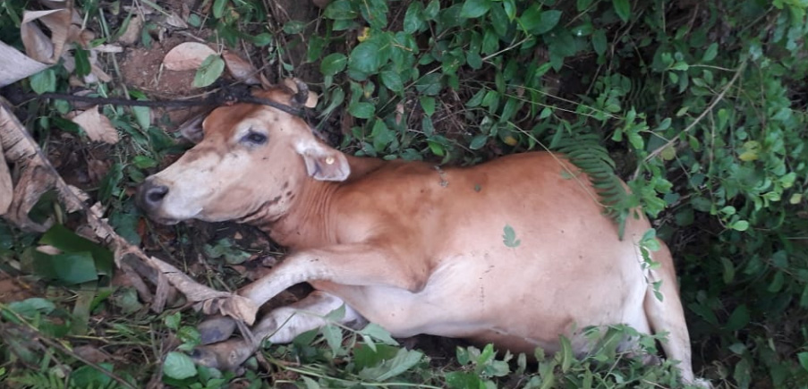 ದಕ್ಷಿಣ ಕೊಡಗಿನಲ್ಲಿ ಮತ್ತೆ ಹುಲಿ ದಾಳಿಗೆ ಜಾನುವಾರುಗಳು ಬಲಿ