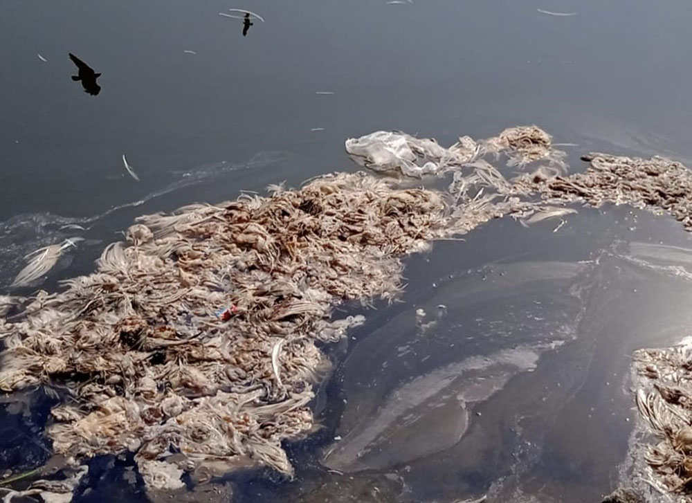 ಪಾರಂಪಳ್ಳಿ ಹೊಳೆಗೆ ಸತ್ತ ಕೋಳಿಯ ತ್ಯಾಜ್ಯ: ಸ್ಥಳೀಯರಿಂದ ಆಕ್ರೋಶ