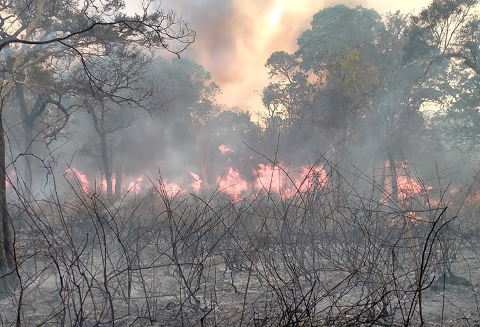 ದುಬಾರೆ ಮೀಸಲು ಅರಣ್ಯದಲ್ಲಿ ಬೆಂಕಿ: ನೂರಾರು ವನ್ಯಜೀವಿಗಳು ಸುಟ್ಟು ಕರಕಲು