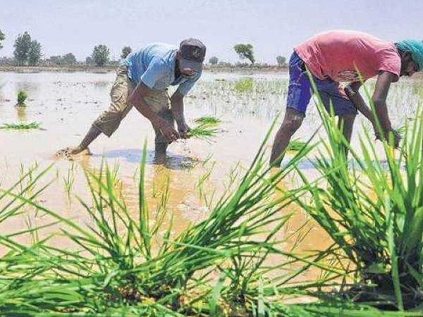ಕೇಂದ್ರದ ಸೂಚನೆಯಂತೆ ಎಂಎಸ್‍ಪಿ ನೇರವಾಗಿ ರೈತರ ಬ್ಯಾಂಕ್‍ ಗೆ ಜಮೆ ಮಾಡಲಿರುವ ಪಂಜಾಬ್ ಸರಕಾರ