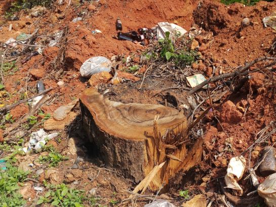 ನೆಕ್ಕಿಲಾಡಿ: ಹೆದ್ದಾರಿ ಬದಿಯ ಮರ ನಾಪತ್ತೆ !