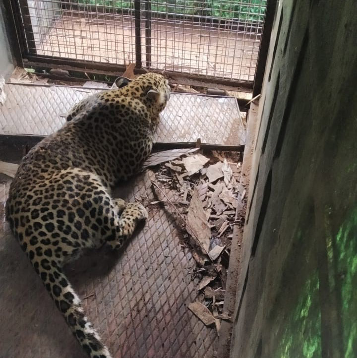 ಗುಂಡ್ಲುಪೇಟೆ: ಬೋನಿಗೆ ಬಿದ್ದ ಚಿರತೆ; ಗ್ರಾಮಸ್ಥರು ನಿರಾಳ