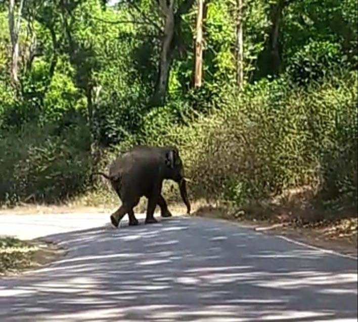 ಬೆಳೆಗಾರರ ಬದುಕು ಬಾಣಲೆಯಿಂದ ಬೆಂಕಿಗೆ: ಕಾಫಿ ತೋಟಗಳೇ ಕಾಡಾನೆಗಳ ಆವಾಸ ಸ್ಥಾನ
