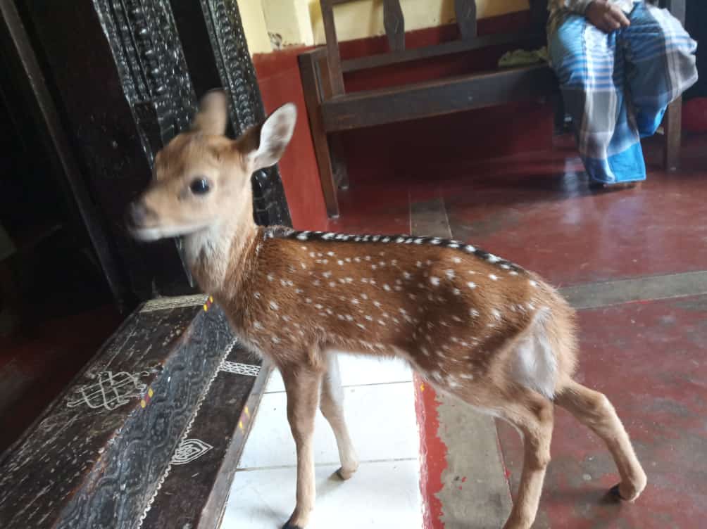 ಚಿಕ್ಕಮಗಳೂರು: ಮೇಯಲು ಬಿಟ್ಟಿದ್ದ ಜಾನುವಾರುಗಳೊಂದಿಗೆ ಮನೆಗೆ ಬಂದ ಜಿಂಕೆಮರಿ !