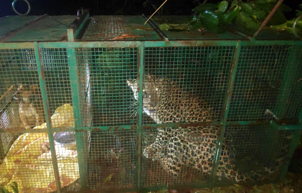 ಪಾದೂರು: ಅರಣ್ಯ ಇಲಾಖೆಯ ಬೋನಿಗೆ ಬಿದ್ದ ಚಿರತೆ