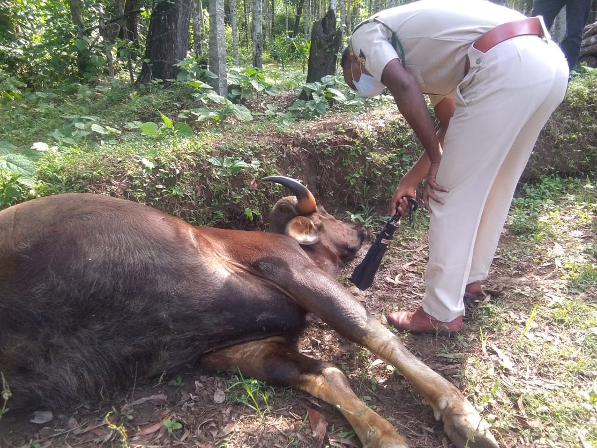 ಕುಂದಾಪುರ : ಗುಂಡು ಹಾರಿಸಿ ಕಾಡೆಮ್ಮೆಯ ಹತ್ಯೆ