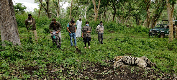 ಬಂಡೀಪುರ ಅಭಯಾರಣ್ಯದಲ್ಲಿ 10 ವರ್ಷದ ಹೆಣ್ಣು ಹುಲಿ ಸಾವು