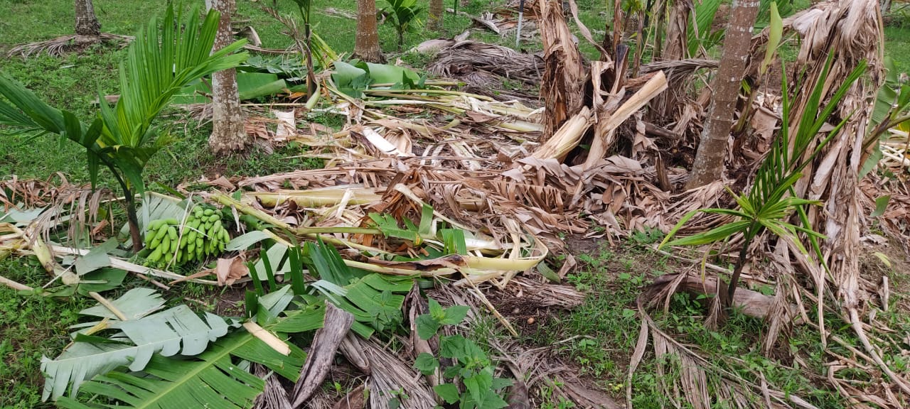 ಭದ್ರಾವತಿ ತಾಲೂಕಿನ ಹಲವೆಡೆ ಕಾಡಾನೆಗಳ ದಾಳಿ: ಅಡಿಕೆ, ಬಾಳೆ, ಮಾವು ಬೆಳೆ ನಾಶ