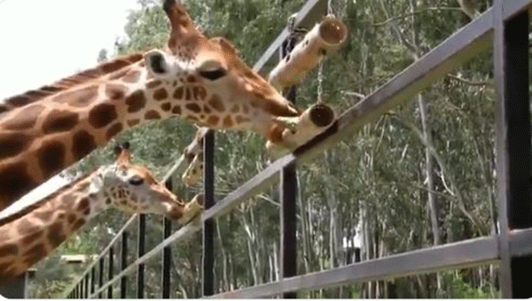 ಬನ್ನೇರುಘಟ್ಟ ಜೈವಿಕ ಉದ್ಯಾನವನ ಜುಲೈ1ರಿಂದ ಸಾರ್ವಜನಿಕ ವೀಕ್ಷಣೆಗೆ ಮುಕ್ತ