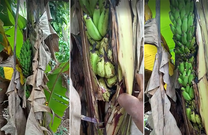 ದಿಂಡು ಸೀಳಿ ಫಲ ನೀಡಿದ ಬಾಳೆಗಿಡ: ಪ್ರಕೃತಿ ವಿಸ್ಮಯಕ್ಕೆ ಬೆರಗಾದ ಗ್ರಾಮಸ್ಥರು