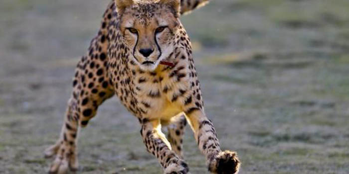 ಬೆಳಗಾವಿಯ ರೇಸ್‍ಕೋರ್ಸ್ ರಸ್ತೆಯಲ್ಲಿ ಚಿರತೆ ಪ್ರತ್ಯಕ್ಷ: ಬೆಚ್ಚಿ ಬಿದ್ದ ವಾಯುವಿಹಾರಿಗಳು