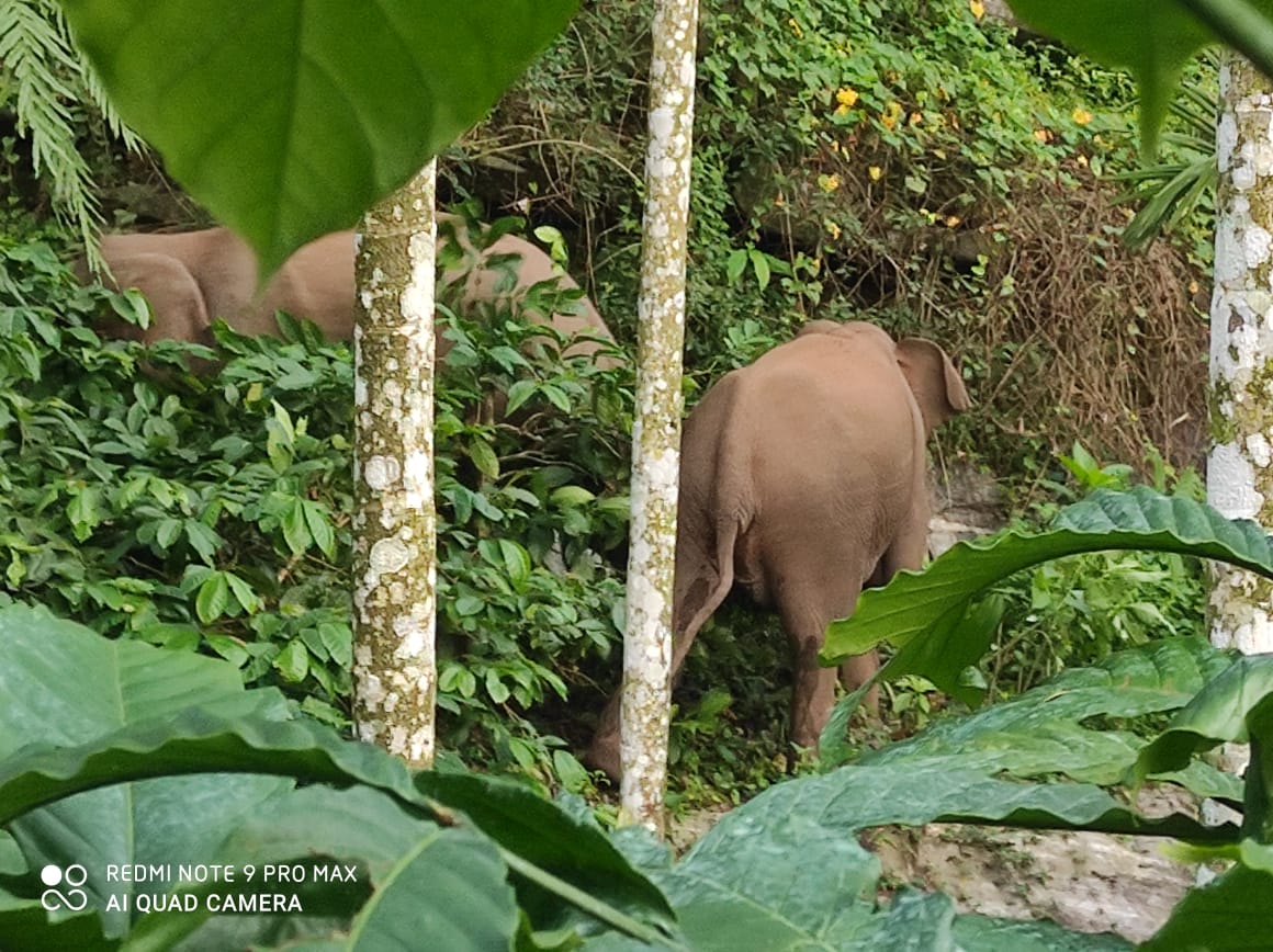 ಕಳಸ: ಹಾಡಹಗಲೇ ರಾಜಾರೋಷವಾಗಿ ತಿರುಗಾಡುತ್ತಿರುವ ಆನೆಗಳ ಹಿಂಡು