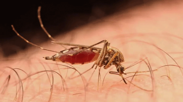 ಕೇರಳದಲ್ಲಿ ಝೀಕಾ ವೈರಸ್ ಪತ್ತೆ: ದ.ಕ., ಉಡುಪಿ ಸಹಿತ ಗಡಿ ಜಿಲ್ಲೆಗಳಲ್ಲಿ ಕಟ್ಟೆಚ್ಚರಕ್ಕೆ ಆರೋಗ್ಯ ಇಲಾಖೆ ಸೂಚನೆ