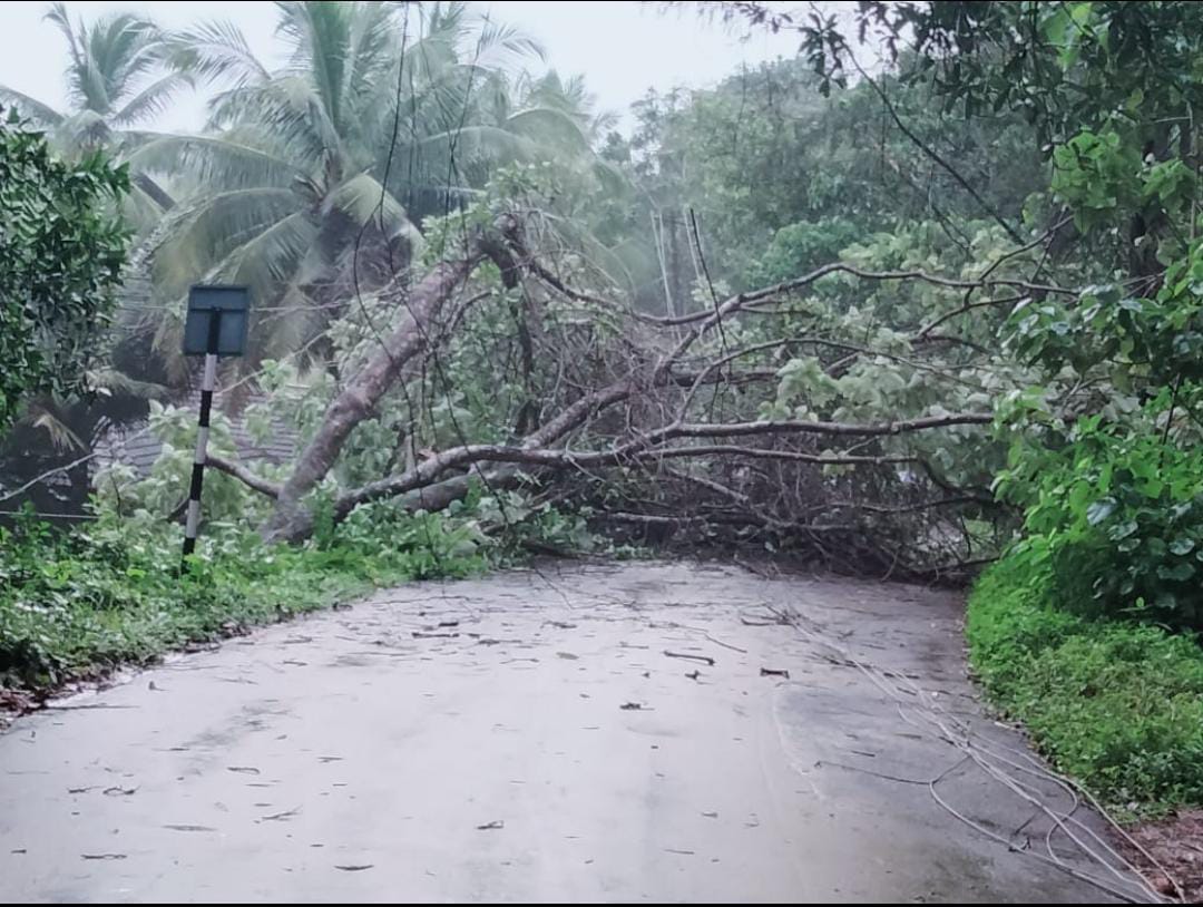 ಕರಾವಳಿಯಲ್ಲಿ ಮುಂದುವರಿದ ಮಳೆ: ಹಲವೆಡೆ ಮರ-ವಿದ್ಯುತ್ ಕಂಬ ಧರಾಶಾಹಿ