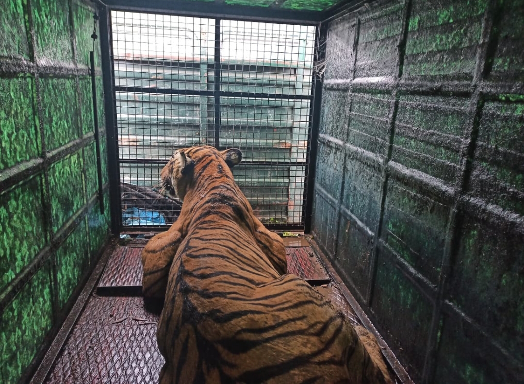 ಬಂಡೀಪುರ ಸಂರಕ್ಷಿತಾರಣ್ಯ ದಲ್ಲಿ ಪುನರ್ವಸತಿ ಕೇಂದ್ರ ಸ್ದಾಪನೆಗೆ ವನ್ಯಜೀವಿ ಪ್ರಿಯರ ಒತ್ತಾಯ