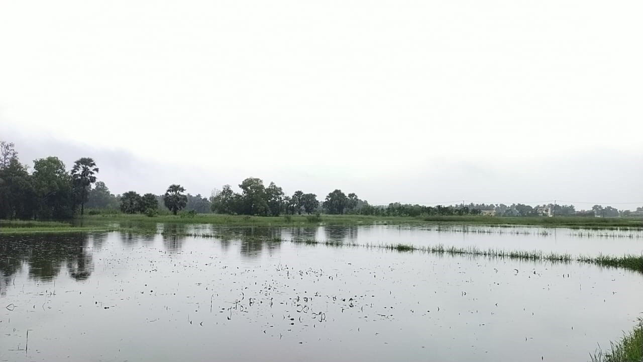 ಗಿಳಿಯಾರು: ನೆರೆಯಿಂದ ಬೆಳೆ ನಾಶ; ಶಾಶ್ವತ ಪರಿಹಾರಕ್ಕೆ ರೈತರ ಆಗ್ರಹ