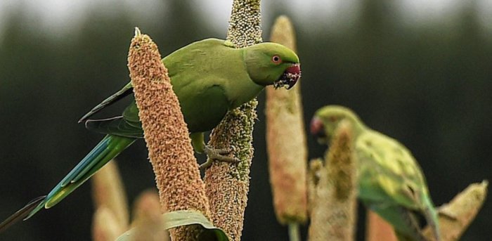 ಫರೀದ್ ಕೋಟ್ ನಲ್ಲಿ 400 ಗಿಳಿಗಳ ಸಾವು: ತನಿಖೆಗೆ ಪಂಜಾಬ್ ಅರಣ್ಯ ಇಲಾಖೆಗೆ ಎನ್ಜಿಟಿ ನಿರ್ದೇಶ