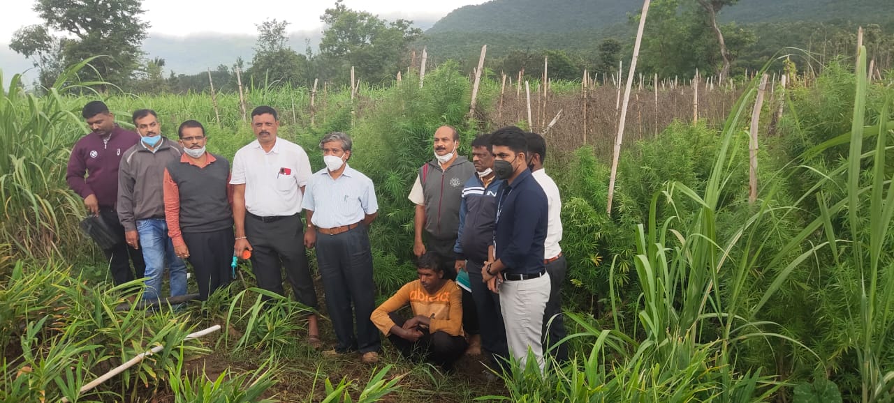 ಶುಂಠಿ ಗದ್ದೆಯಲ್ಲಿ ಗಾಂಜಾ ಪತ್ತೆ: ಆರೋಪಿ ಬಂಧನ