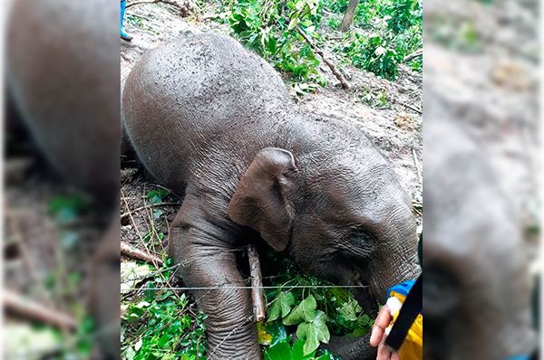 ಸೋಮವಾರಪೇಟೆ: ಸೋಲಾರ್ ವಿದ್ಯುತ್ ತಂತಿಗೆ ಸಿಲುಕಿ ಕಾಡಾನೆ ಮರಿ ಸಾವು