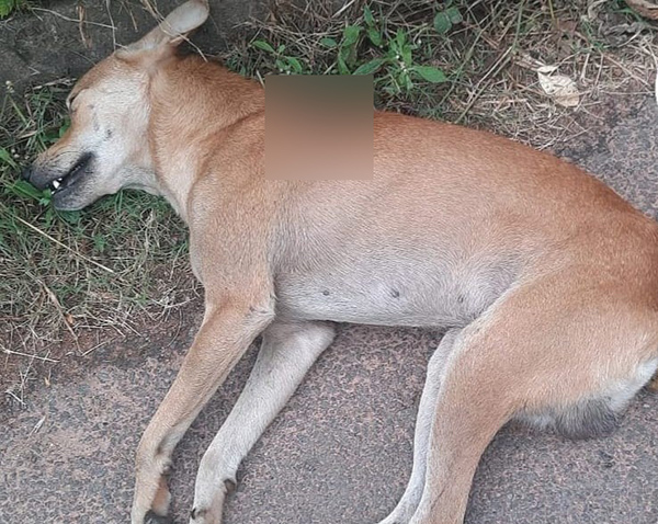 ಮಂಗಳೂರು : ಬೀದಿನಾಯಿಗೆ ಗುಂಡು ಹಾರಿಸಿ ಹತ್ಯೆ!