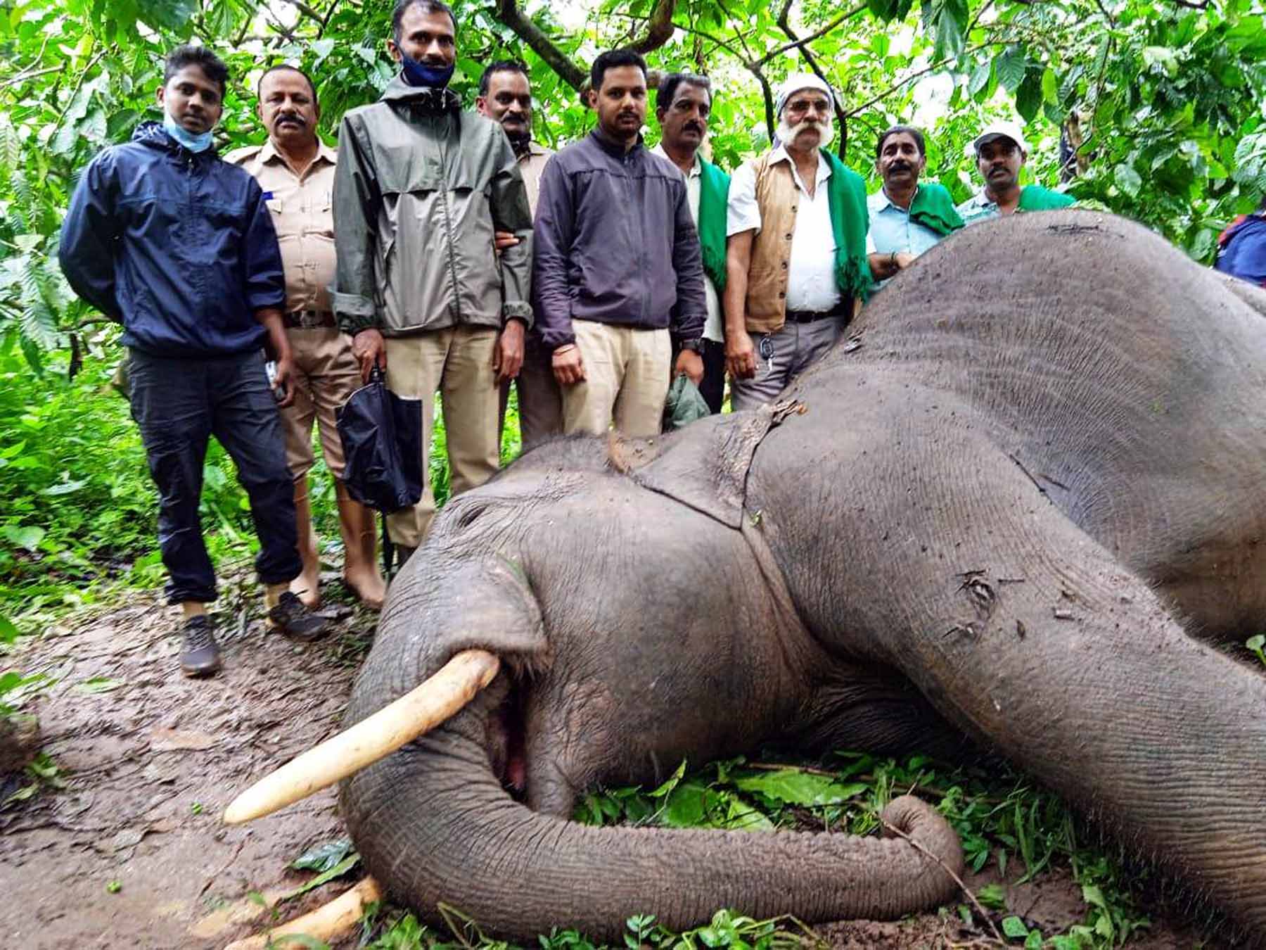 ಮಡಿಕೇರಿ: ಹೃದಯಾಘಾತಕ್ಕೆ ಕಾಡಾನೆ ಬಲಿ