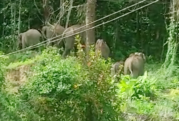 ಮಡಿಕೇರಿ: ಮನೆಯಂಗಳದಲ್ಲಿ ಕಾಡಾನೆಗಳ ಸವಾರಿ!