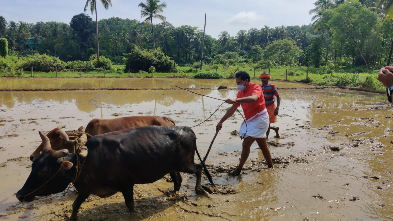 ಗದ್ದೆಗೆ ಇಳಿದು ಉಳುಮೆ ಮಾಡಿದ ಪುತ್ತೂರು ಶಾಸಕ ಸಂಜೀವ ಮಠಂದೂರು