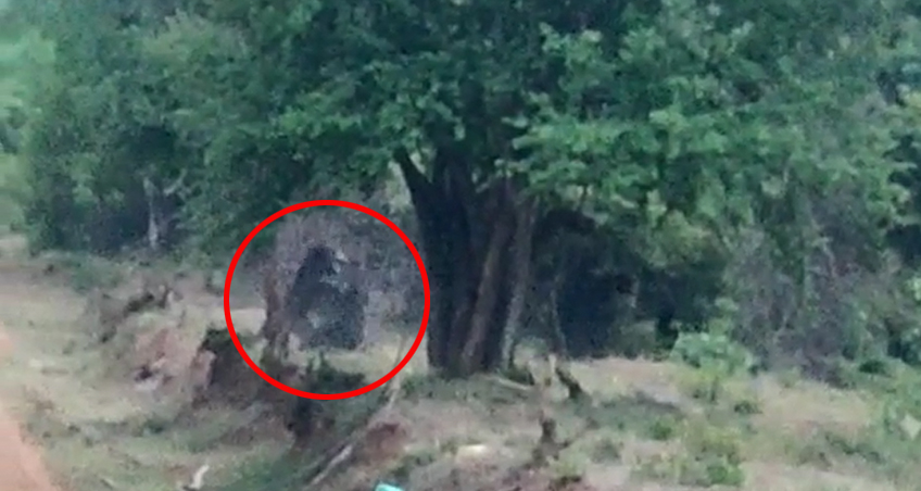 ಚಾಮರಾಜನಗರ: ಕಾಡಿನೊಳಗೆ ಕರಡಿಗಳ ಕಾಳಗ