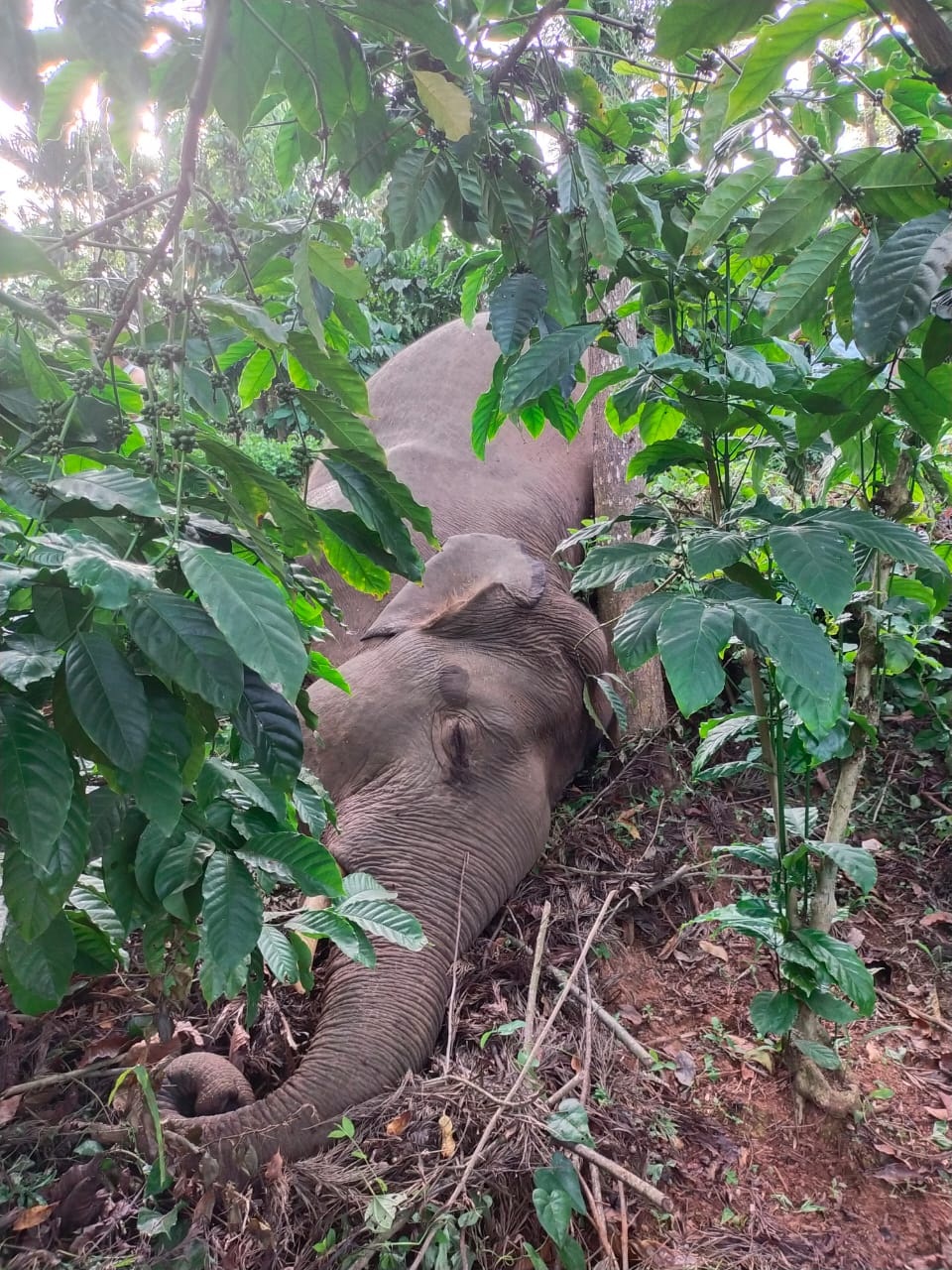 ಮಡಿಕೇರಿ: ಕಾಫಿ ತೋಟದಲ್ಲಿ ಕಾಡಾನೆ ಮೃತದೇಹ ಪತ್ತೆ