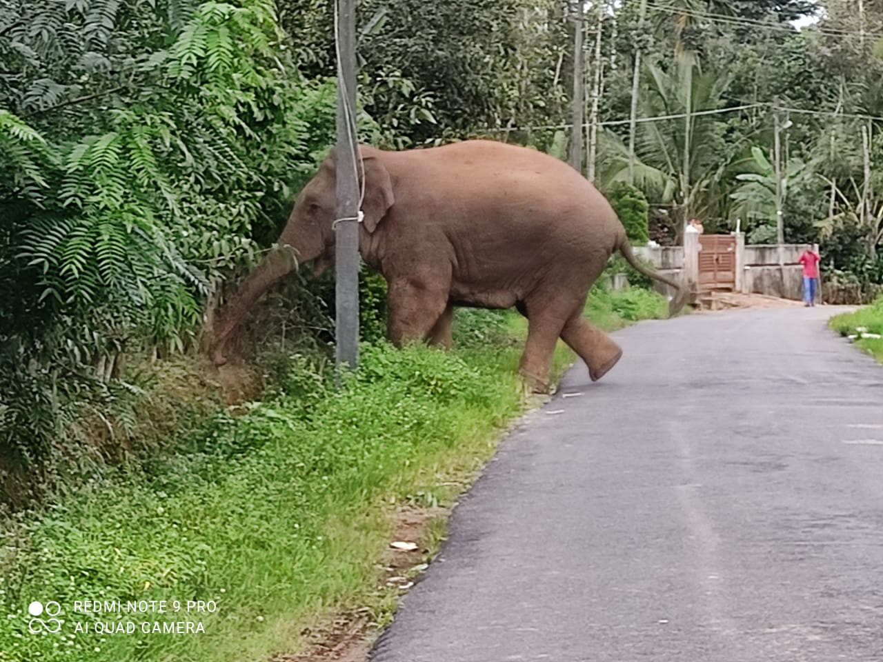 ಮಲೆನಾಡಿನಲ್ಲಿ ಮುಂದುವರಿದ ಕಾಡಾನೆಗಳ ದಾಳಿ: ಆತಂಕದಲ್ಲಿ ರೈತರು