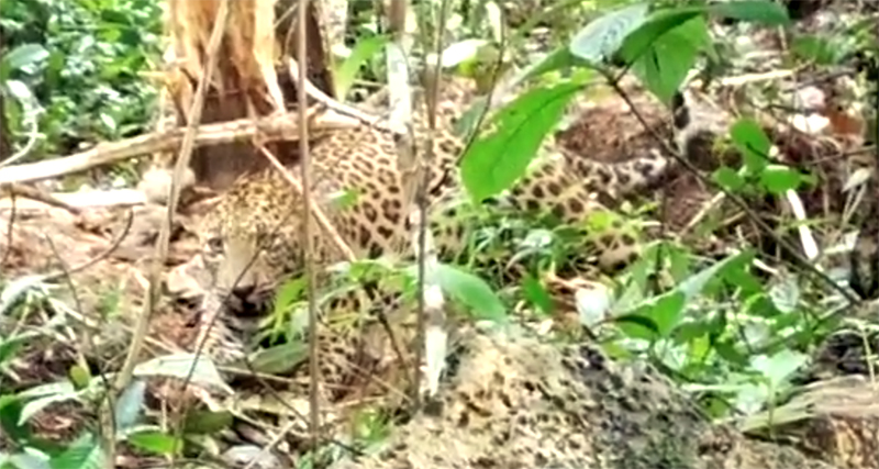 ಸುಳ್ಯ : ಉರುಳಿಗೆ ಬಿದ್ದ ಚಿರತೆ