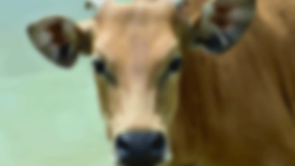 ತೀರ್ಥಹಳ್ಳಿ: ಗೊಂದಲಕ್ಕೆ ಕಾರಣವಾದ ಬಸ್ ನಿಲ್ದಾಣದ ಬಳಿ ಕಂಡುಬಂದ ದನದ ಕಳೇಬರ