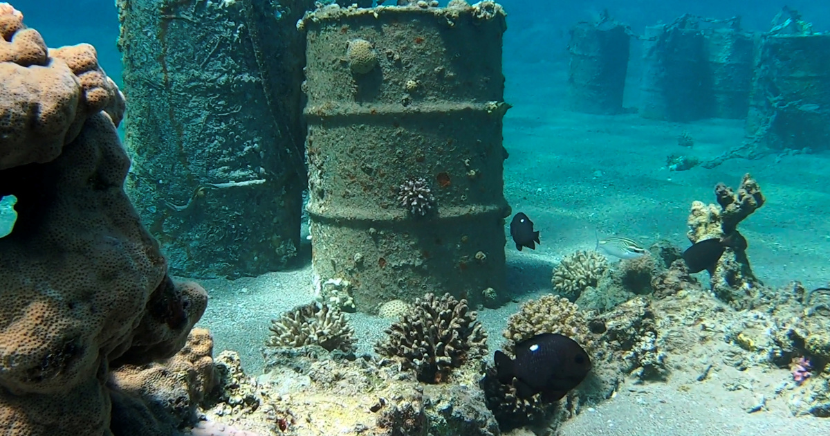 ಇಸ್ರೇಲ್-ಯುಎಇ ತೈಲ ಒಪ್ಪಂದದಿಂದ ಕೆಂಪು ಸಮುದ್ರದ ಹವಳದ ದಿಬ್ಬಕ್ಕೆ ಅಪಾಯದ ಸಾಧ್ಯತೆ