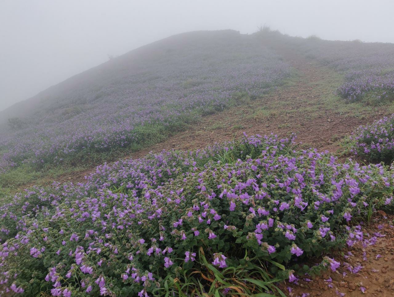 ಮಡಿಕೇರಿ : ನೀಲಗಿರಿಯಾದ ಮಾಂದಲ್ ಪಟ್ಟಿ; ಎಲ್ಲಿ ನೋಡಿದರಲ್ಲಿ ಪುಷ್ಪ ರಾಶಿಯದ್ದೇ ದರ್ಬಾರ್