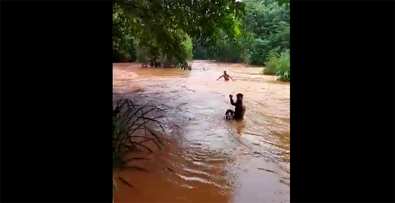 ಪ್ರವಾಹಕ್ಕೆ ಸಿಲುಕಿದ ದನವನ್ನು ರಕ್ಷಿಸಿದ ಯುವಕರು