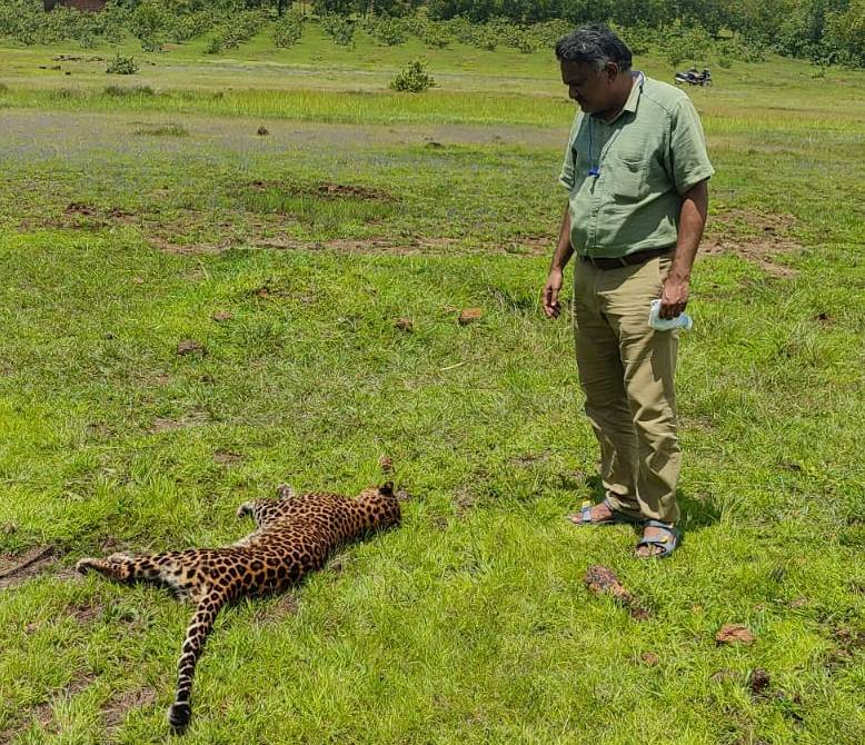 ಭಟ್ಕಳ: ಚಿರತೆ ಮರಿ ಸಾವು; ಅರಣ್ಯಾಧಿಕಾರಿಗಳಿಂದ ಪರಿಶೀಲನೆ
