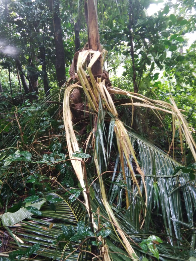 ಸೋಮವಾರಪೇಟೆ: ಆತಂಕ ಮೂಡಿಸಿರುವ ಕಾಡಾನೆಗಳ ಹಿಂಡು; ತೋಟಗಳಲ್ಲಿ ದಾಂಧಲೆ
