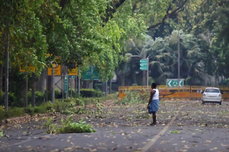ವಿಶ್ವದ ಮೂರನೇ ಒಂದರಷ್ಟು ಮರದ ಪ್ರಬೇಧ ವಿನಾಶದ ಅಂಚಿನಲ್ಲಿ: ವರದಿ